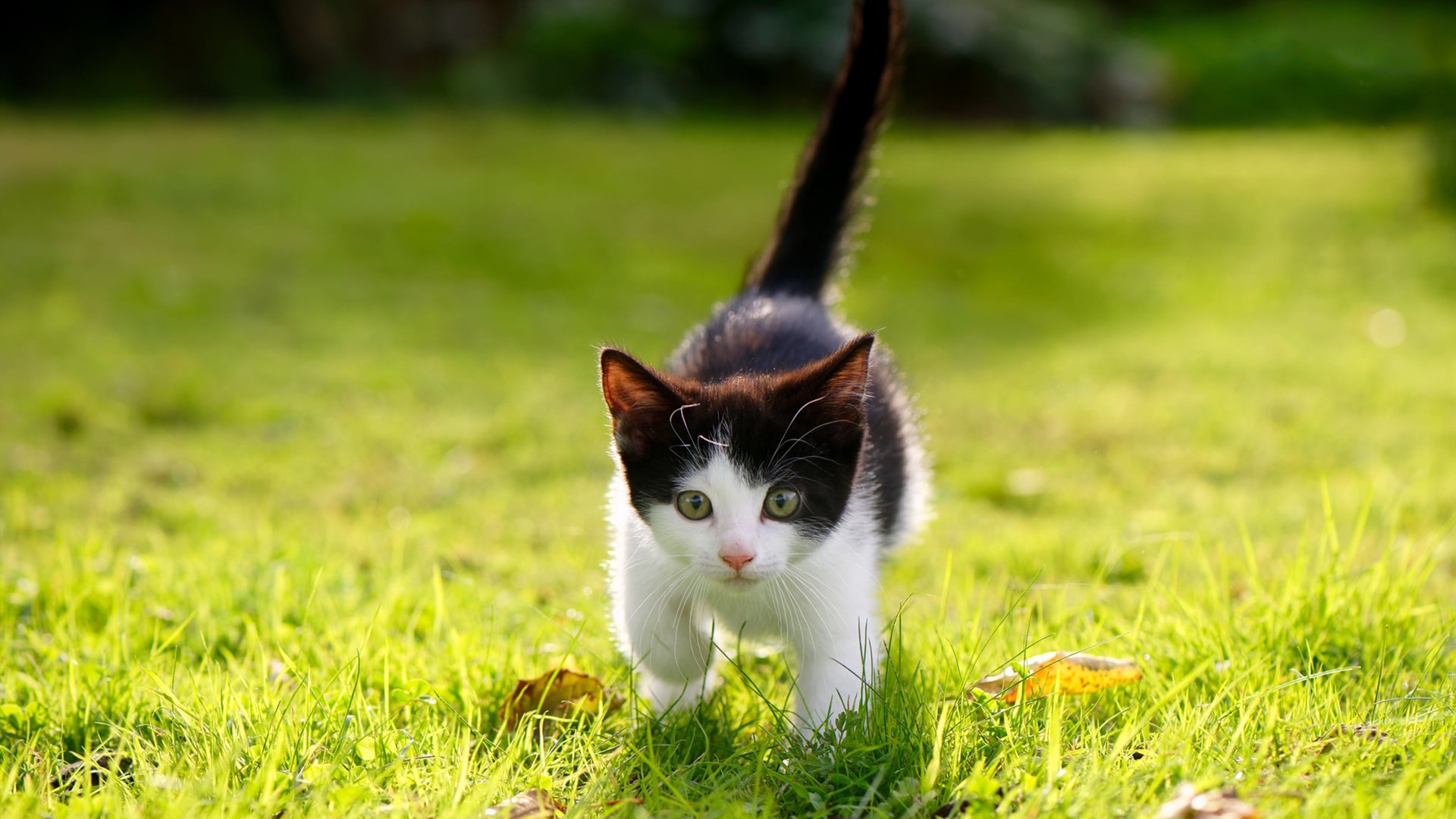 “德甲豪门逆势崛起,追赶第一集团”,德甲第一是谁