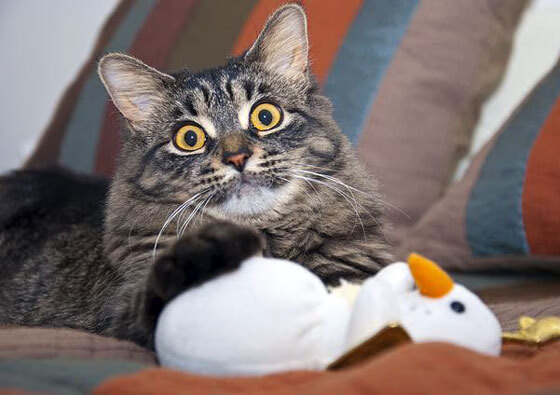 “德甲豪门鏖战到底,冠军悬念今日揭晓”,德甲巨星