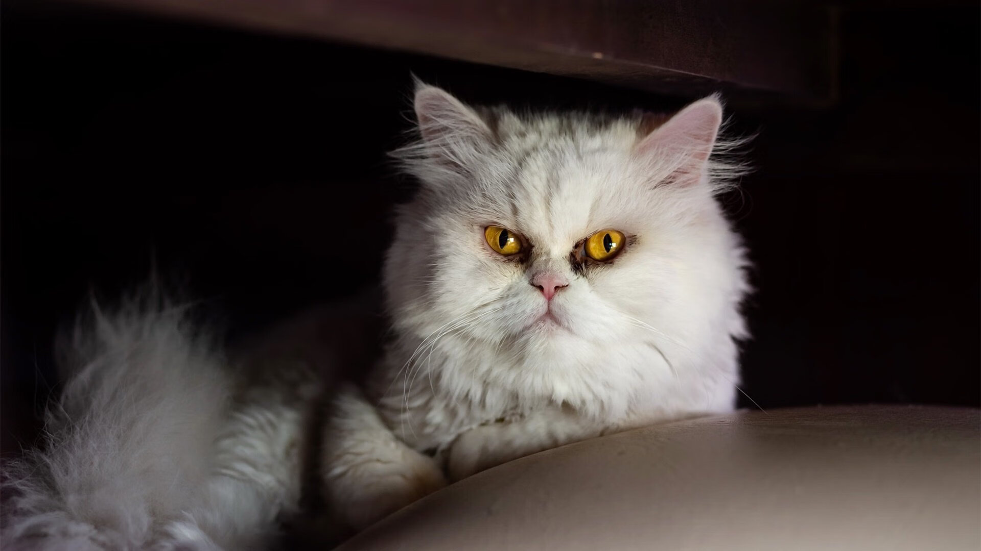 爱游戏中国官方登录入口网站-“全明星盛典：球场技巧与娱乐的完美融合”，全明星盛宴