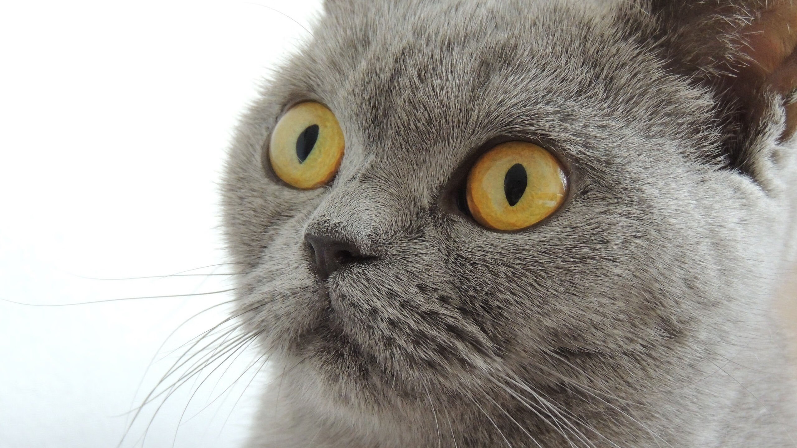 北京冬训营开营,青少年滑雪热情高涨,全国青少年滑雪冬令营