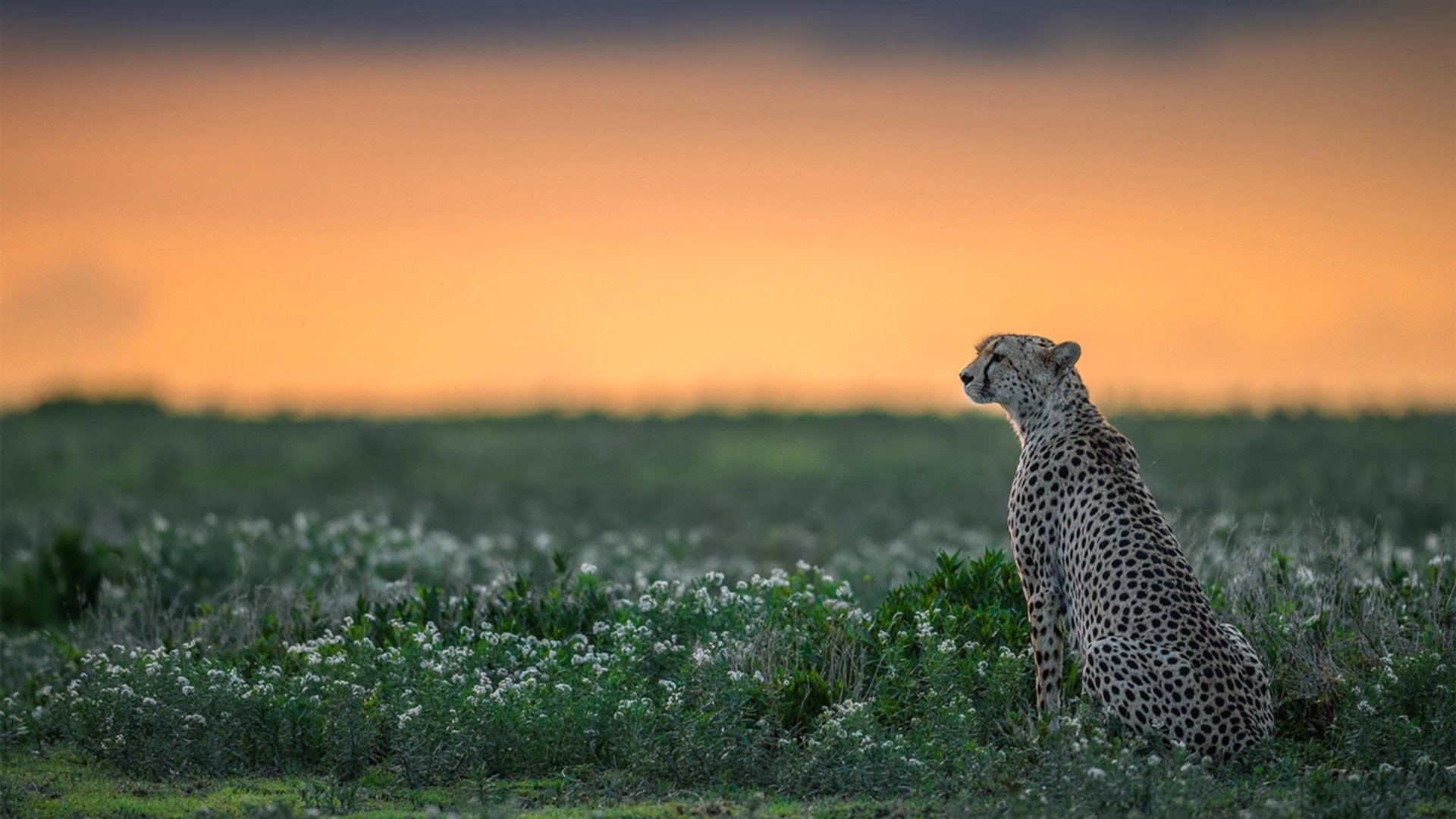 史上“最极端”的比赛:极限条件下的惊心动魄,极端最高气温是什么意思