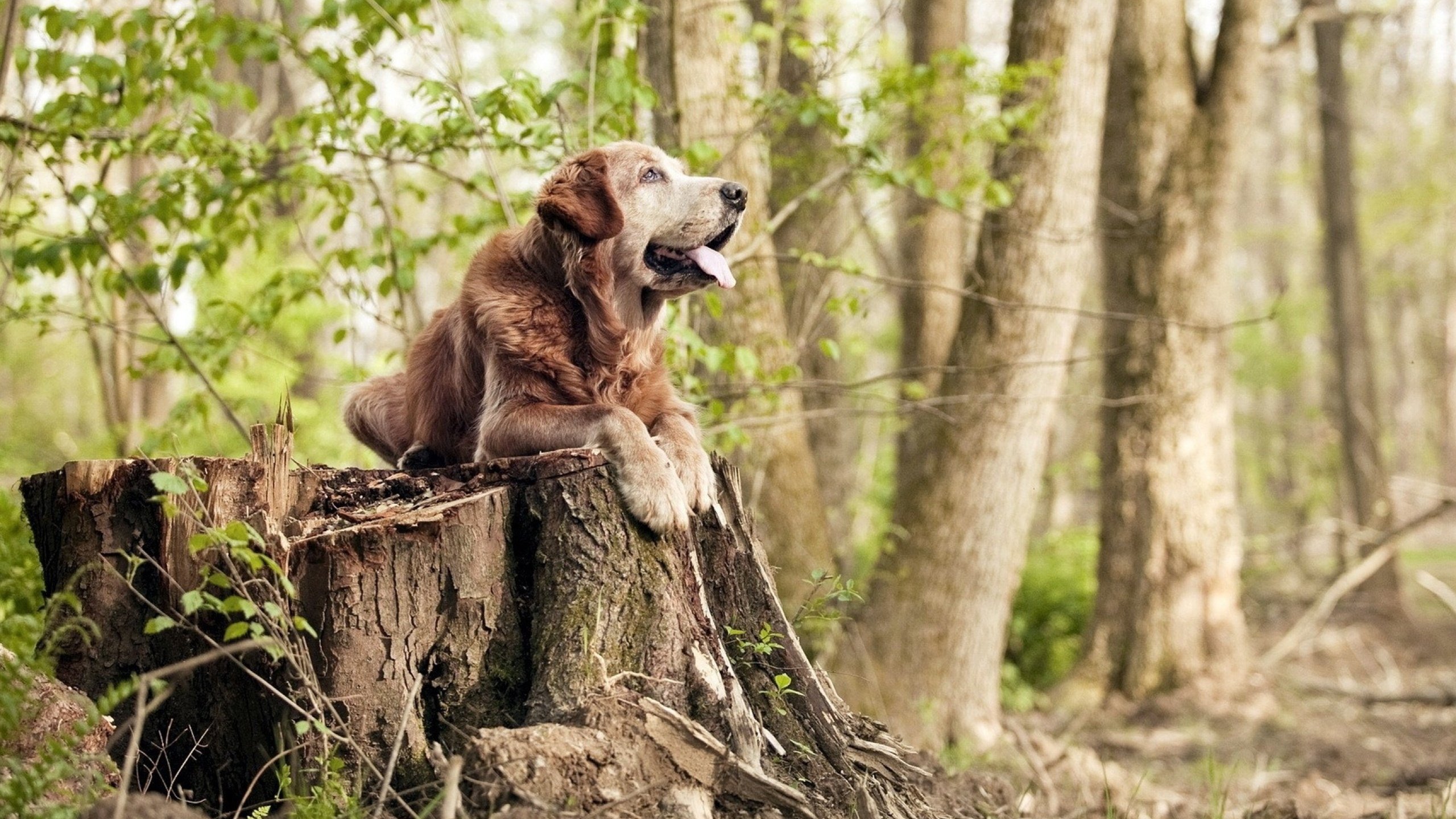 球队经理的豪言壮语：目标直指冠军！，目标球什么意思