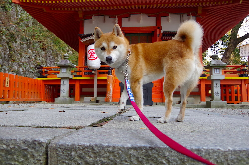 AYX GAME-莱比锡战术多变，屡屡赢得关键比赛，莱比锡吧