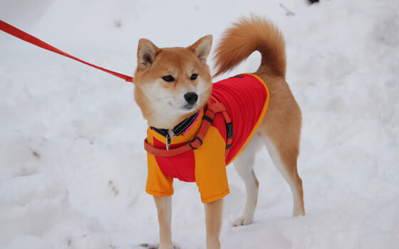 AYX官网-西甲：皇家马德里3-1击败马德里竞技，莫拉塔头球破门，西甲 皇家马德里