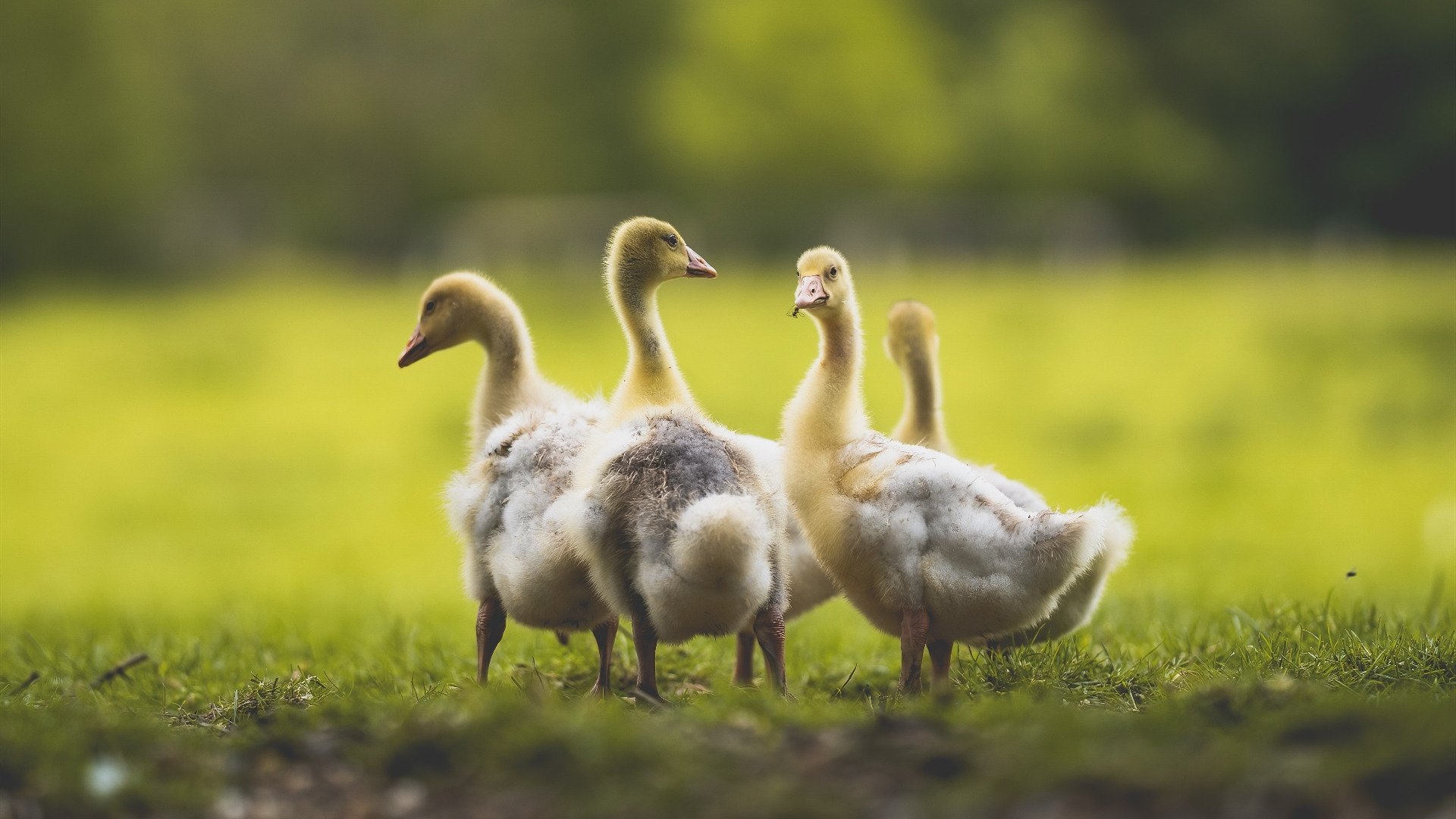 赞助商背后的故事:价值与影响,赞助商背后的故事_价值与影响论文