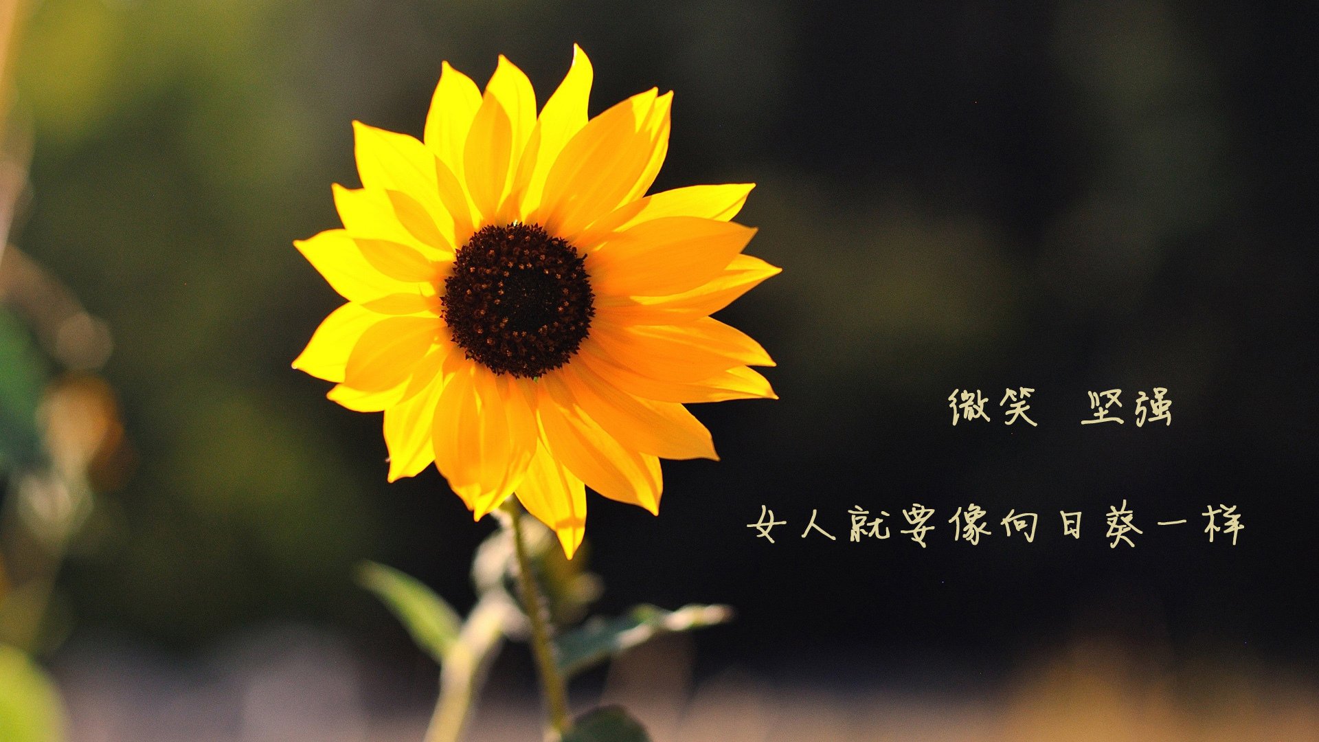 OG·阿努诺比在NBA常规赛中展现领导力,og-阿努诺比