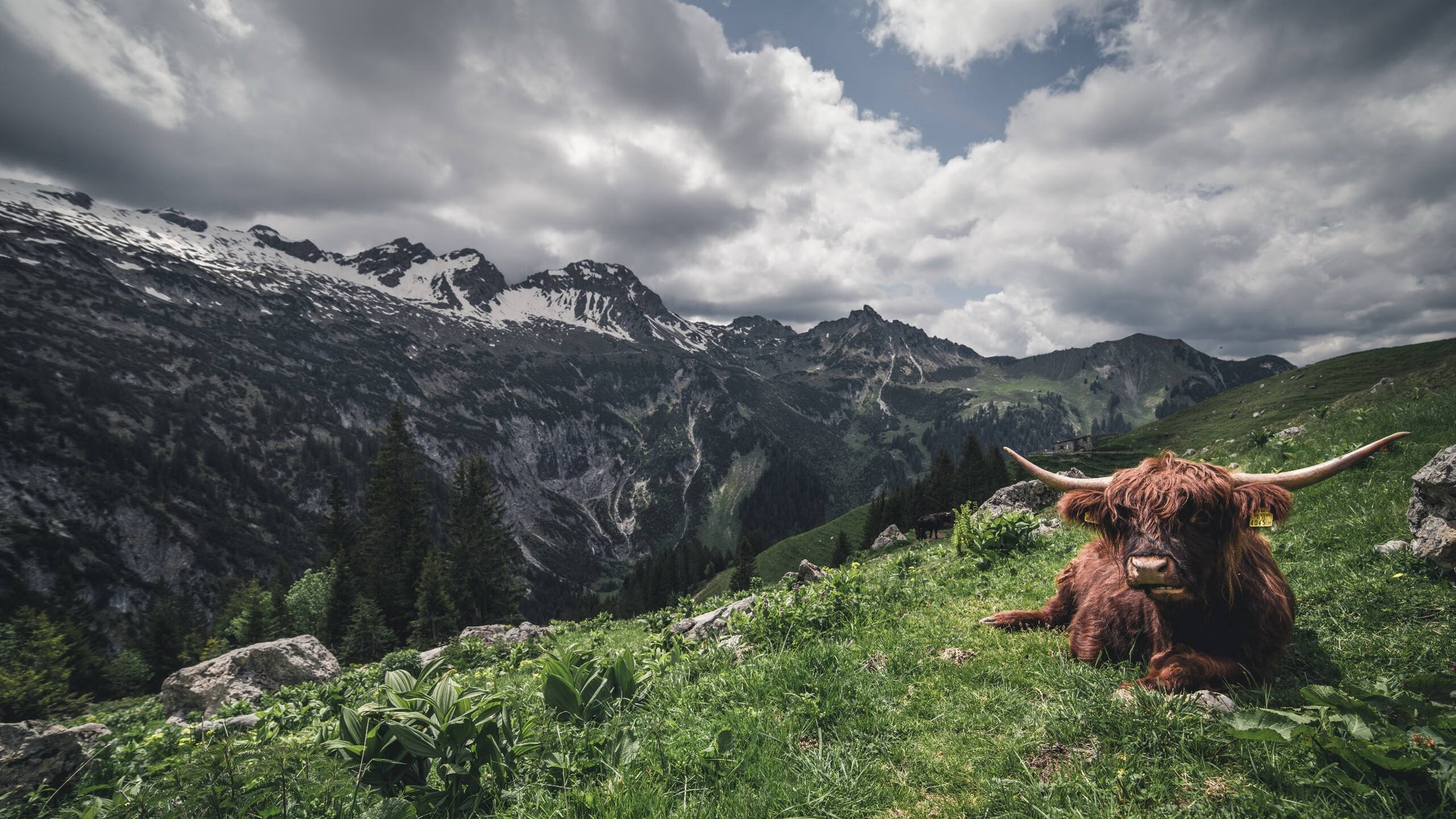 全场田径百米飞人大战成焦点，百米飞人比赛
