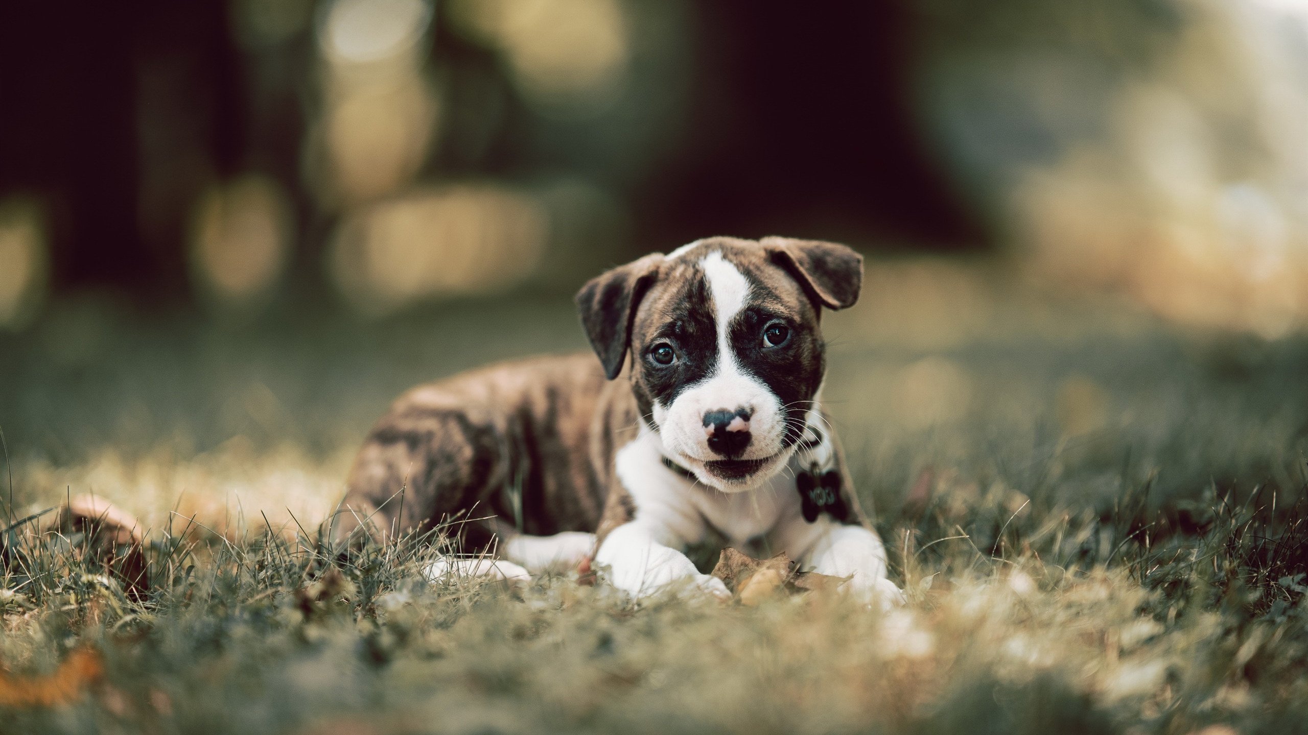 爱游戏在线登录入口-女足球队整体实力稳步提升，女足球队员