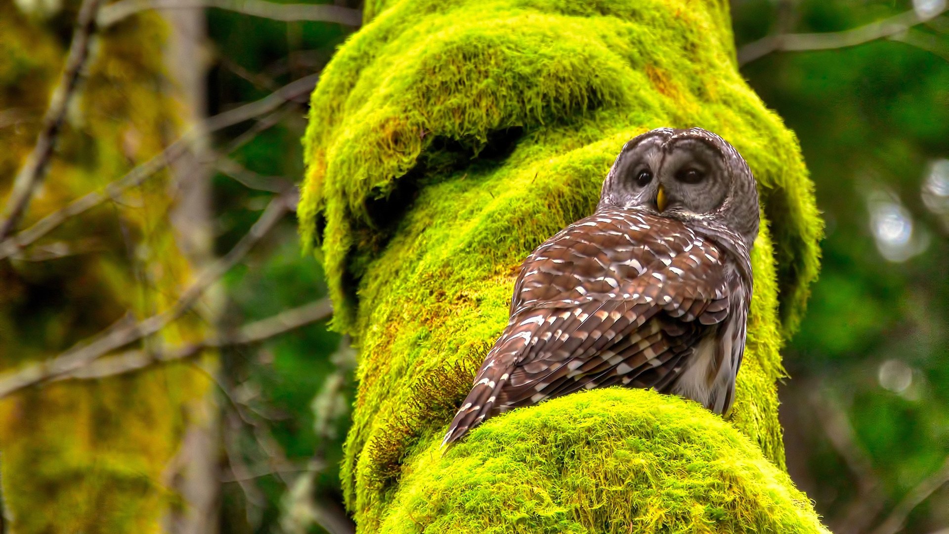 爱游戏体育（AYX）官方APP下载-足球赛事转播频道获得更多关注，观众增长迅速，足球比赛转播时间