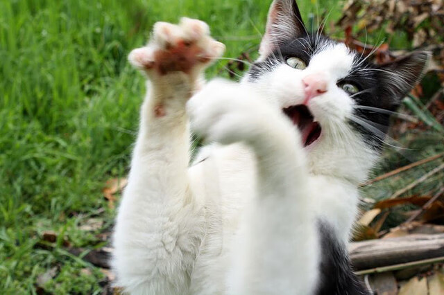 爱游戏官网-中国女篮主力轮换更加合理高效，中国女篮主力阵容