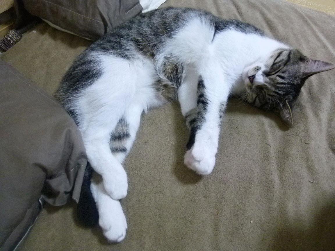 中国香港队赛制透视:如何通过赛制调整有效提升战术表现,香港的比赛