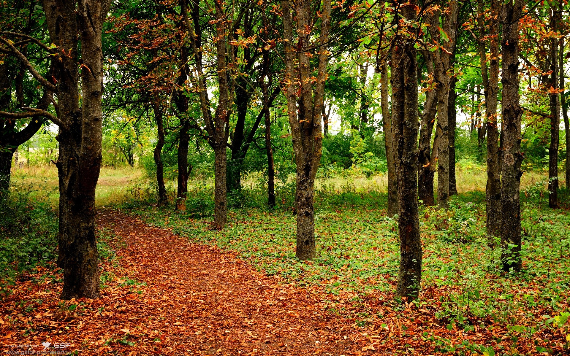 出发弹跳力与速度提升关系,发展弹跳力可以采用的训练方法是