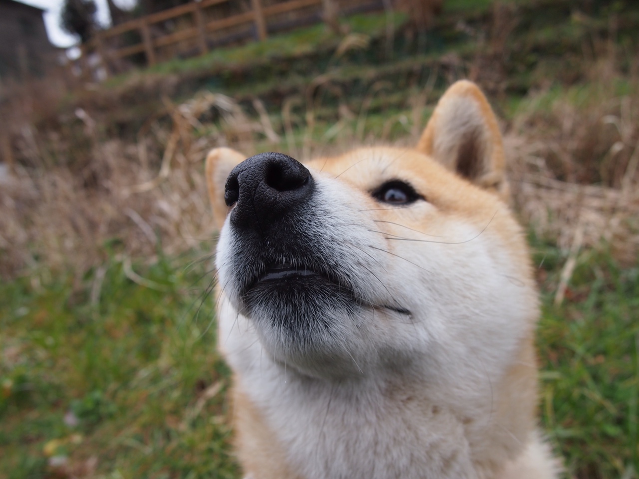 “马丁·高尔西:阿根廷橄榄球的中坚力量,未来更强”