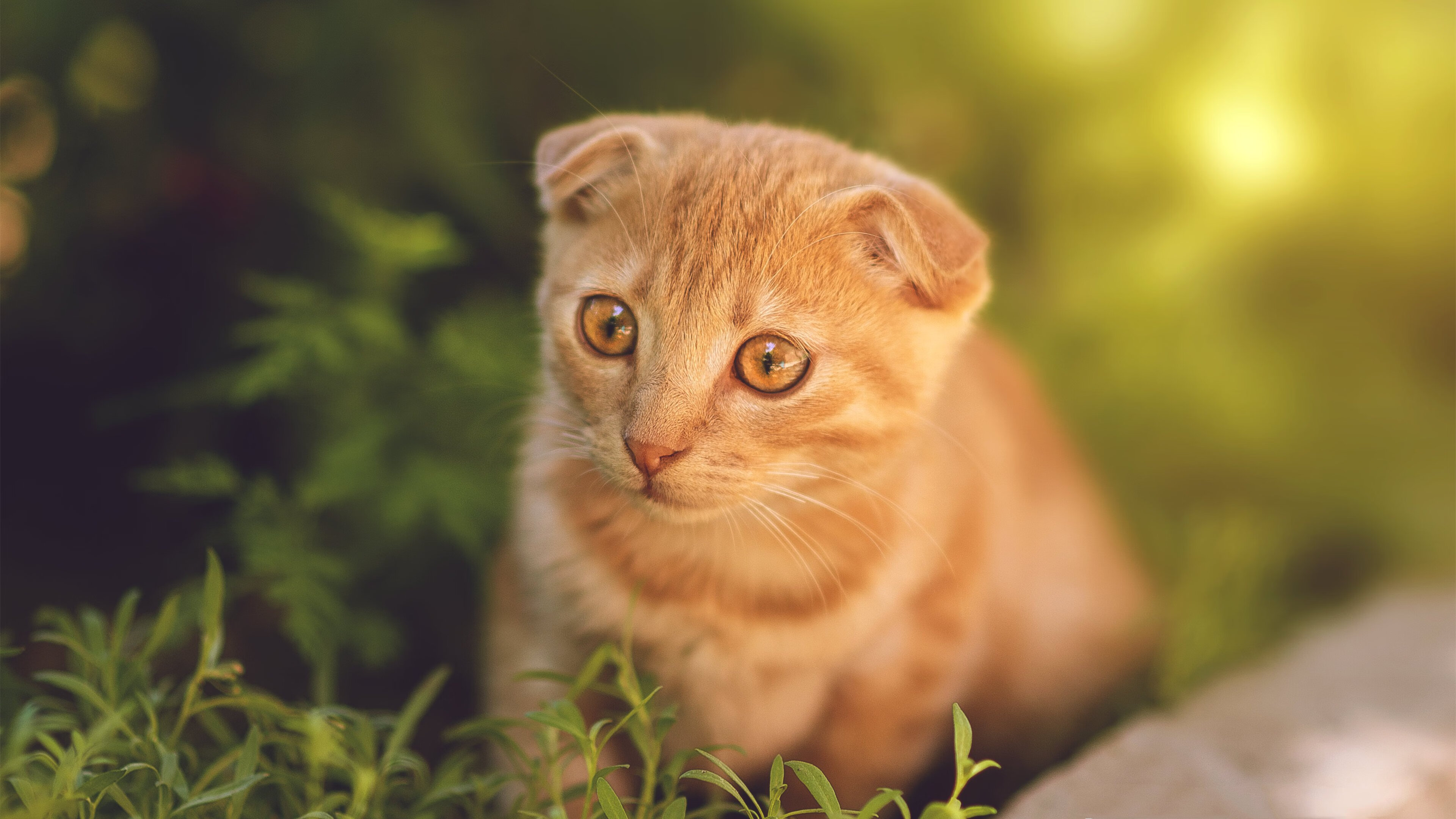 国际足球青训联盟推动全球青少年足球标准化，助力未来巨星成长