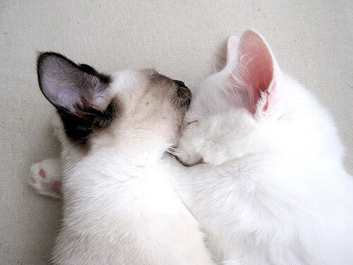 女子篮球强调团队协同创造比赛优势局面,女子篮球组织