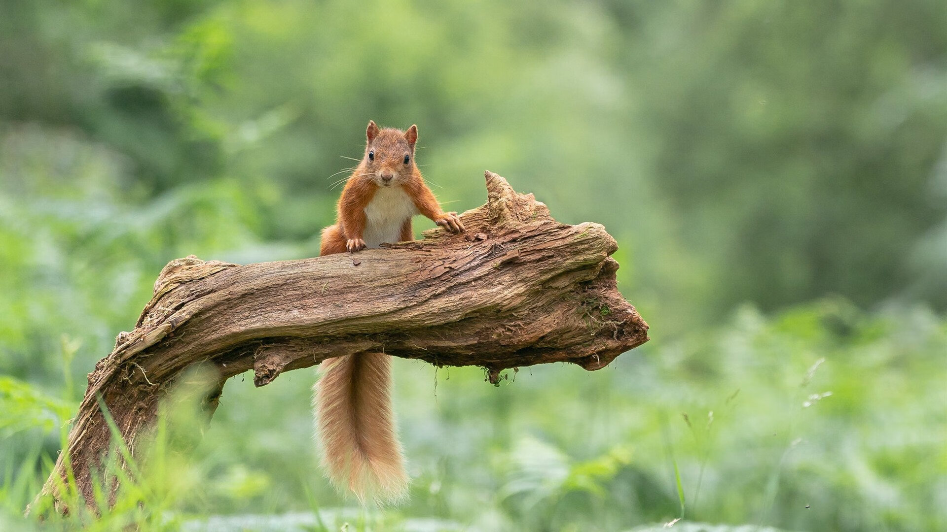 水球淘汰赛吉尔吉斯斯坦表现沉着冷静,吉尔吉斯斯坦游泳运动员