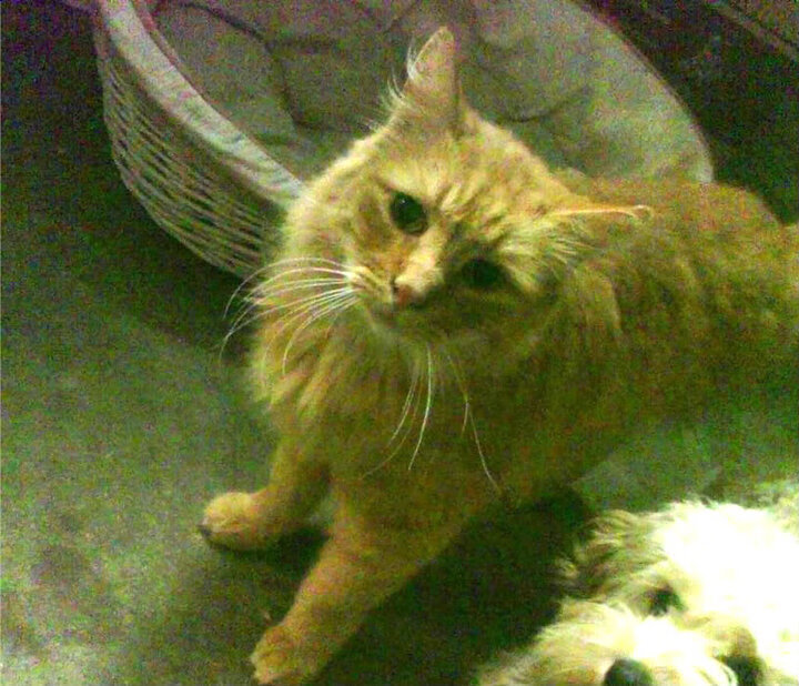 特色足球体育旅游线路不断丰富,带动区域经济发展,足球特色示范园