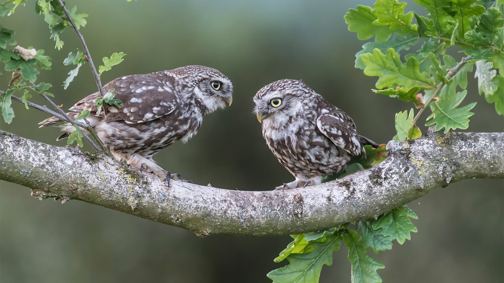 简:全黑队最具威胁的边锋之一,强大个人能力助力进攻,mf简黑
