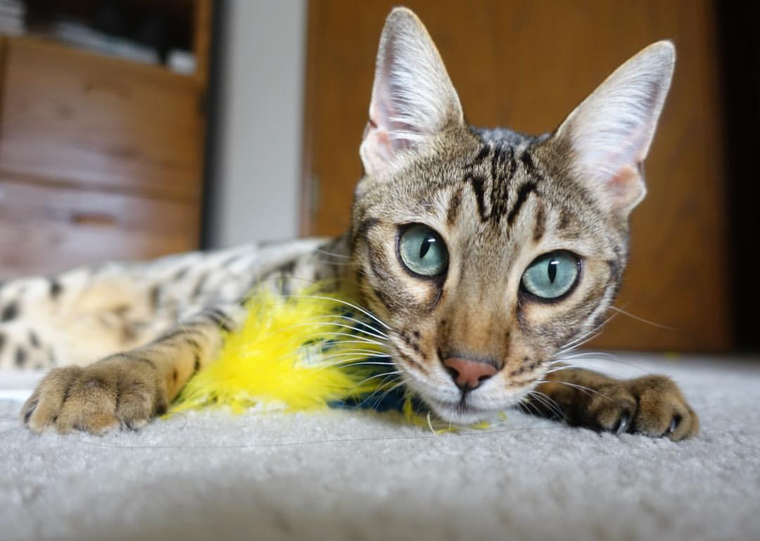 英超激烈角逐,豪门争夺榜首位置