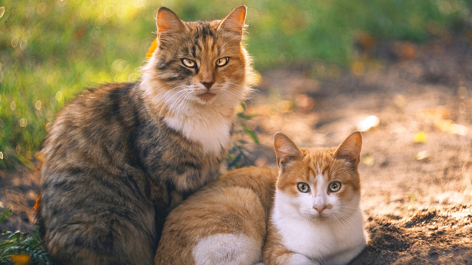 爱游戏中国官方网站平台-阿根廷美洲雄鹰队力压传统强队，成为南半球新星，阿根廷什么雄鹰