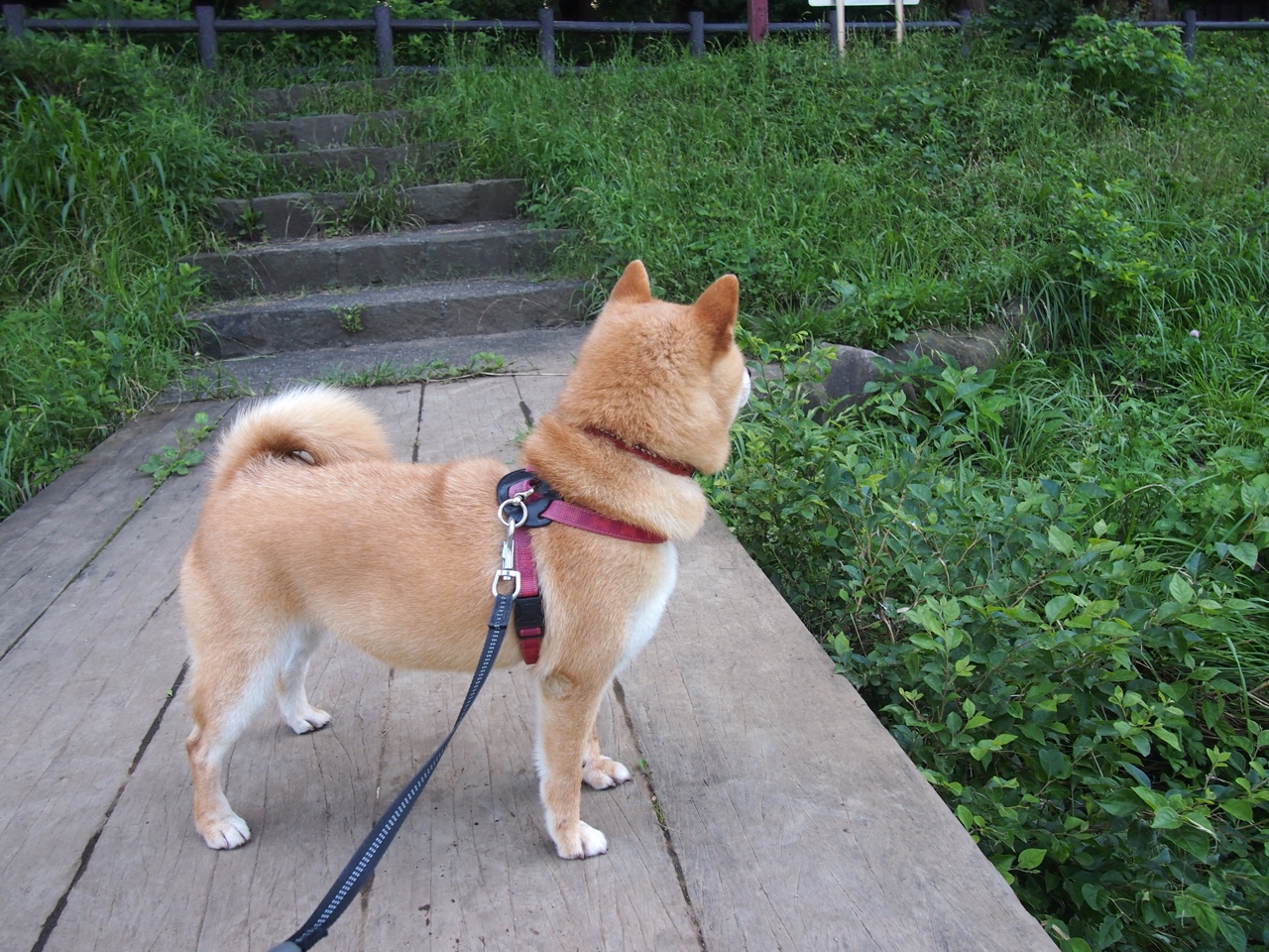 非洲锦标赛中,南非队奋勇拼搏,冲击历史第一高光,南非洲杯小组赛